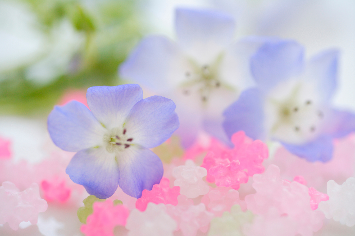 Nemophila